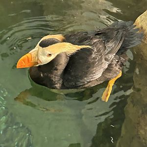 Tufted Puffin (F. cirrhata)