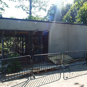 Construction of Sulawesi black crested macaque house, 2023-06-04