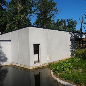 Construction of Sulawesi black crested macaque house, 2023-06-04