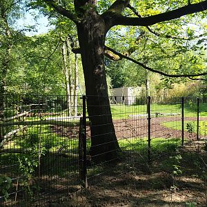 New Mountain bongo - Kirk's dik-dik paddock construction site, 2023-06-04