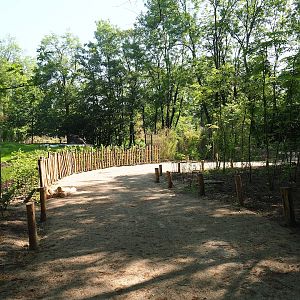 New Mountain bongo - Kirk's dik-dik paddock and Renovated walkway construction site, 2023-06-04