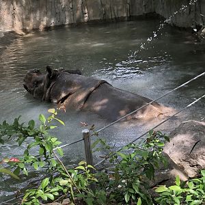 Indian Rhino In Water