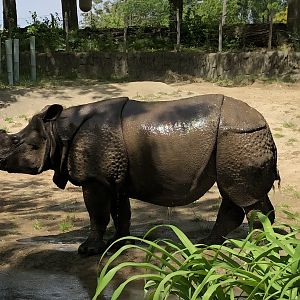 Indian Rhino