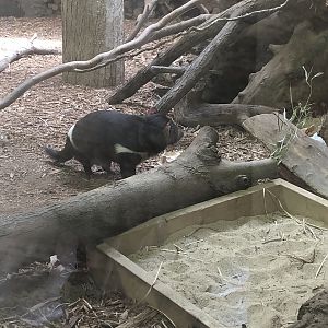 Tasmanian Devil