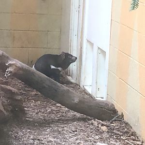 Tasmanian Devil