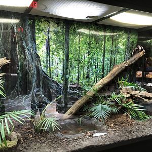 Coconut Crab Exhibit