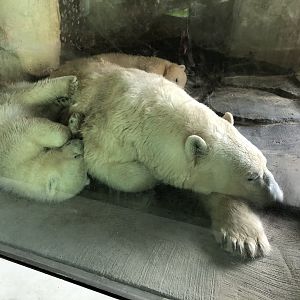 Polar Cubs