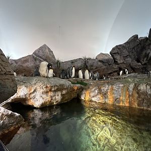 Penguin & Puffin Coast — Penguin Cove