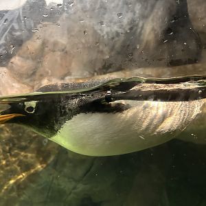 Gentoo Penguin (P. papua)
