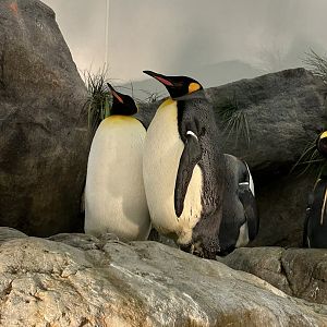 King Penguins (A. patagonicus)
