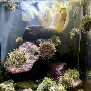 Community of Sea Creatures