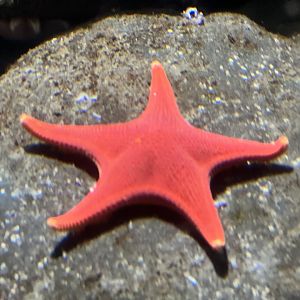 Starfish