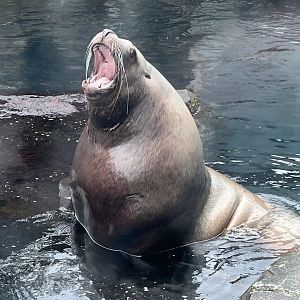 Bull Sea Lion
