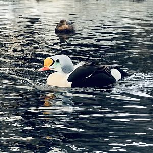 King Eiders
