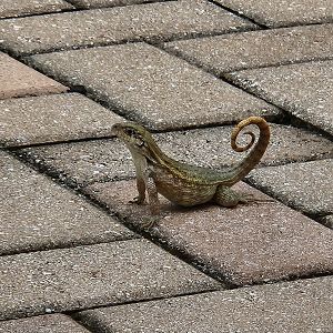 Northern Curlytail Lizard