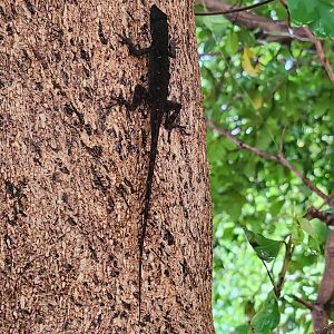 A near-black Brown Anole