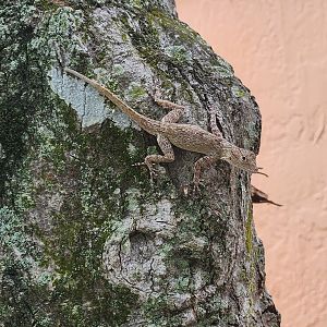 Bark Anole