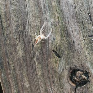 A friendly Jumping Spider (probably Hentzia sp)