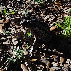 A Cane Toad at night