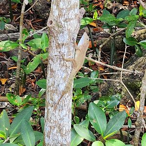 Large-headed Anole
