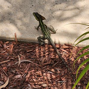 Brown Basilisk