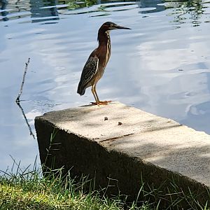 Green Heron