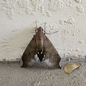 A hand-sized Fig Sphinx Moth (probably)