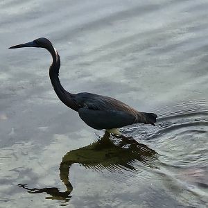 Tricolor Heron