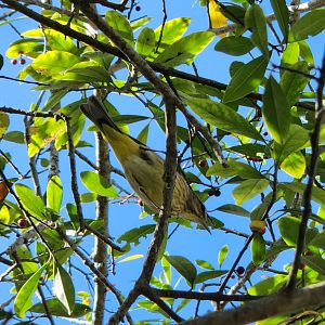 Warbler (probably Palm Warbler)