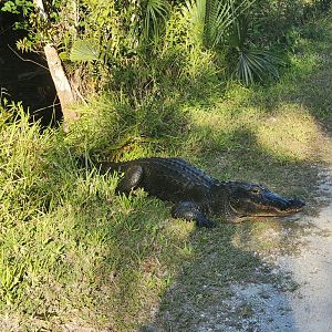 Wild Alligator