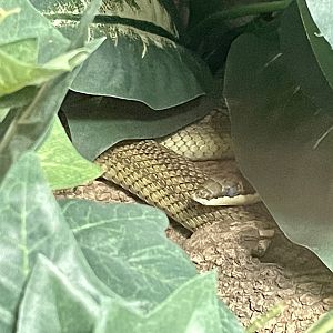 Baron’s Green Racer