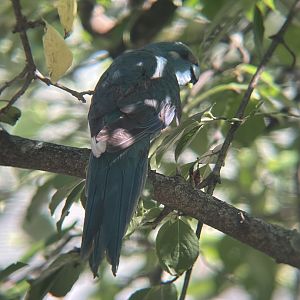 Red-crowned Kakariki