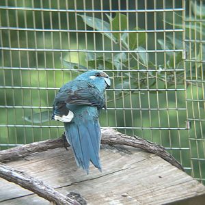Red-crowned Kakariki