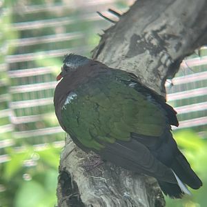 Common Emerald Dove