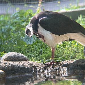 Straw-necked Ibis