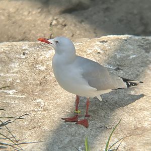 Silver Gull