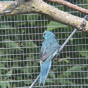 Red-crowned Kakariki