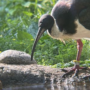 Straw-necked Ibis