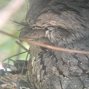Tawny Frogmouth