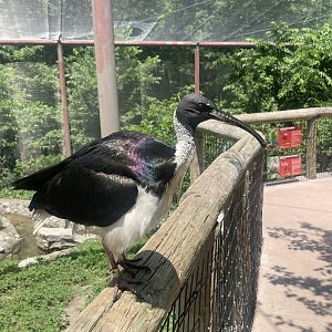 Straw-necked Ibis