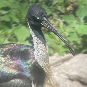 Straw-necked Ibis