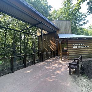 Matschie’s Tree Kangaroo Exhibit
