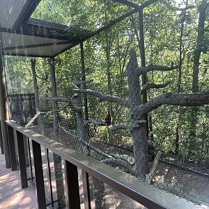 Matschie’s Tree Kangaroo Exhibit