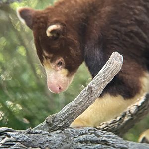 Matschie’s Tree Kangaroo