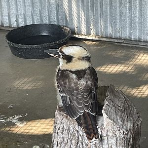 Laughing Kookaburra