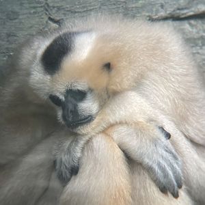 Northern White-cheeked Gibbon