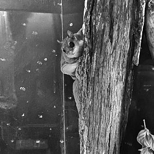 Southern Flying Squirrel