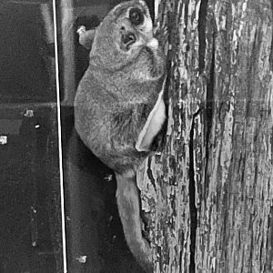 Southern Flying Squirrel