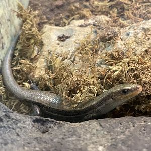 Common Five-lined Skink
