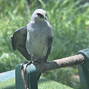 Mississippi Kite